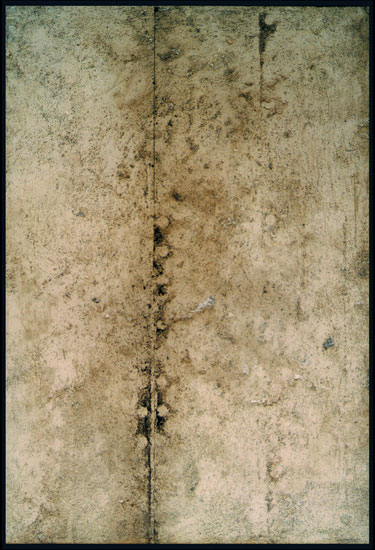 Tanya Bonello, Titanium series, Seeds, 600x415mm, gypsum, titanium and oil on board, 2002